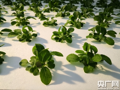 绿色梦工厂,农业新硅谷