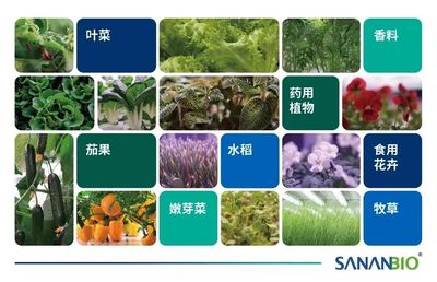 GILE展商有约 | 与李鹏对话:福建中科三安, 植物工厂技术,让未来农业实现更多可能 - 2022广州国际照明展览会(光亚展)