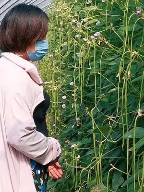 豇豆种植技术 优质农产品 豆农场 豆农很难产量上了,价格没了,行情来了,产量没了,唉 每晚八点直播技术分享