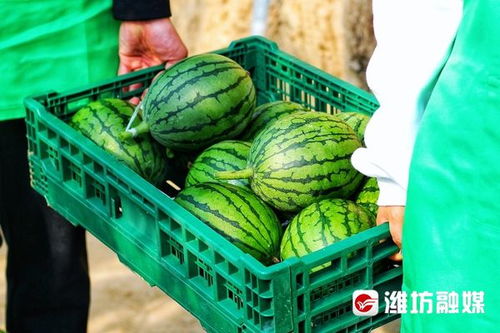 新春走基层 30元一斤 小 糖丸 提早上市抢 鲜 机