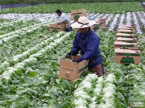 神了 这个肥料配方,能用100多种作物,种植效益飙升50 以上