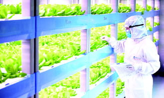 led植物工厂 省心种 放心吃 开心玩