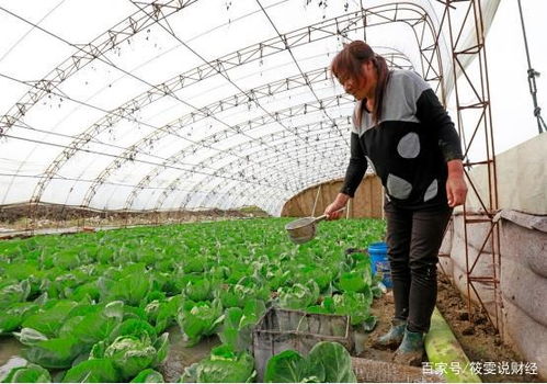 全国蔬菜价格跃涨,菠菜价格创新高,菜价涨菜农却赚不到钱