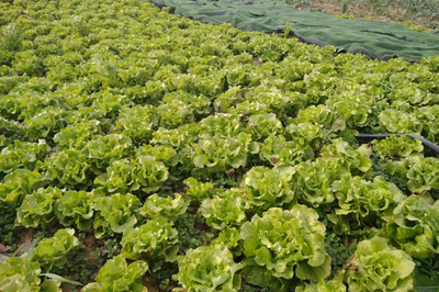 邓州市汲滩镇:调整种植结构 助力乡村振兴