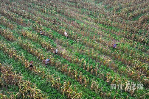 内江观音洞村 玉米丰收好时节 遍地金黄粮满仓