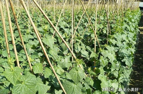 小满后种菜别犯难 这几类作物抓紧种,错过影响收成