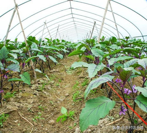 种植茄果 瓜果作物,施肥别光知道用氮磷钾,难怪结果少 产量低