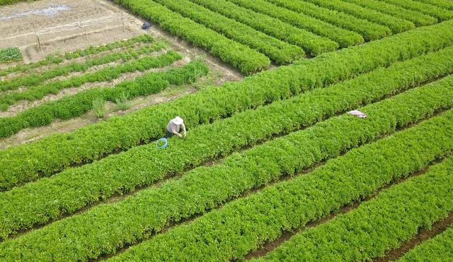 大美中国·壮美广西0412|春暖茶飘香 茶农采茶忙