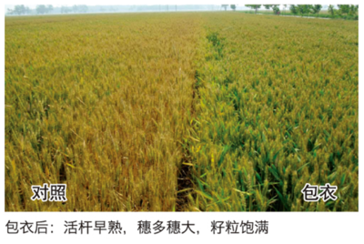 种衣剂的五大误区(干货)