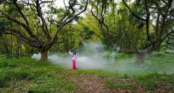 博罗有一大片古榄树,树龄近200年,在岭南地区绝无仅有