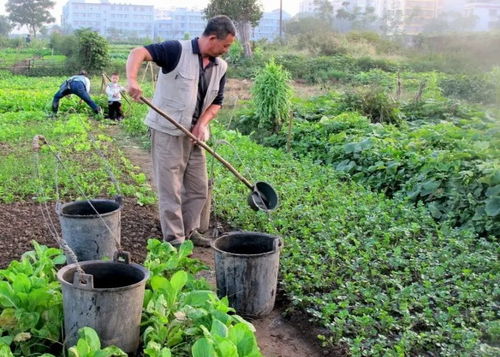 会放臭屁的臭大姐,营养价值堪比鹿茸,曾1000元一斤