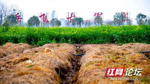 阳春三月的丰收,墨庄堂内的笑脸比春花还美