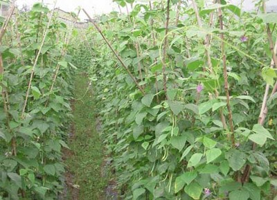 四季豆种植技术