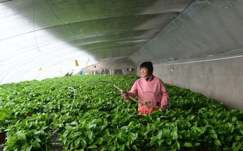 冬春季种好瓜菜作物,科学调控温室温湿度 光照 水分很重要