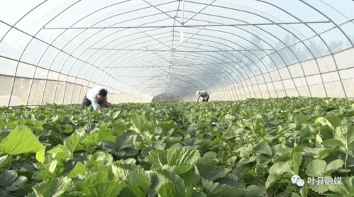 叶县利用墒情调优种植结构 趁天赶时抢种秋作物