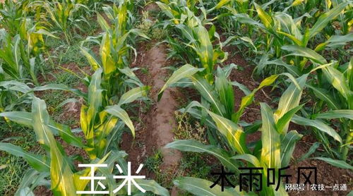 硅肥是什么肥料 硅肥有什么作用 种植农作物如何施用硅肥