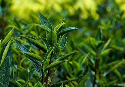 种植管理农作物,这些技巧经验送您们