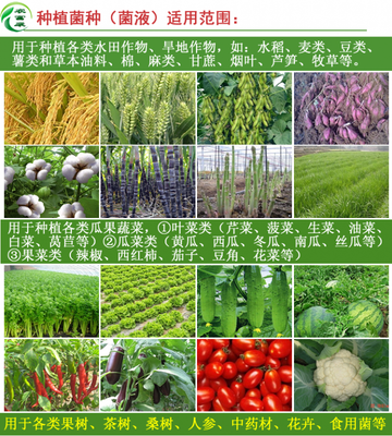 黄瓜专用防虫液都有什么功效