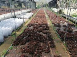金线莲种植基地
