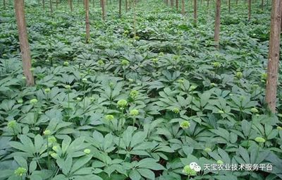 药材套种的技巧及注意事项!
