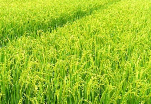 土豆这个种植简单的 经济 农作物,是否适合被当作主食