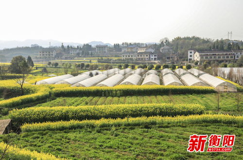 2020年衡阳经济作物喜获丰收 种植户积极性显著提高