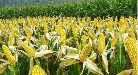 春植甜玉米优质高产栽培关键技术