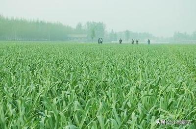 今年2种农作物价格不断上调,收购价翻几倍,农民:遗憾种少了