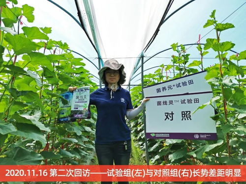 海南8大种植基地4大作物最新种植实验报告（历时4个月）