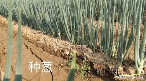 农村土地致富之路 农民如何通过农作物种植提高收入