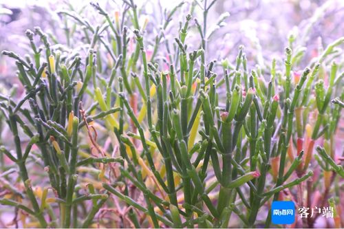 科技助力海虫草种植 海口美兰区唤醒盐碱地新质生产力