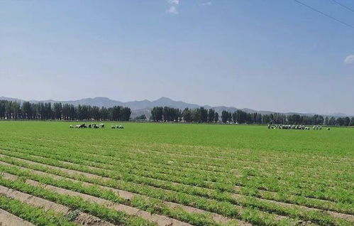高考地理常考的六种农作物种植方式与十五种特色农业