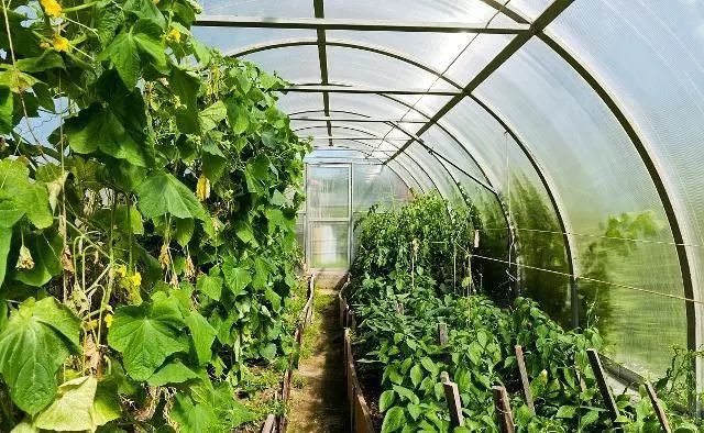 拆除违建大棚房须精准施策，保护农业生产是根本