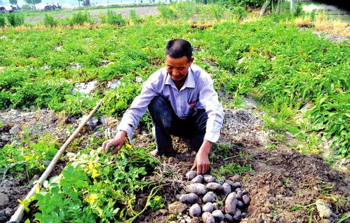 2020年旱地稀有农作物种植与收购前景分析