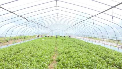 莒南 打造千亩红薯种植共富示范片区，助力群众增收共富