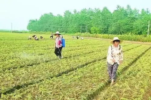 复硝酚钠在农作物上的广泛应用及使用方法解析
