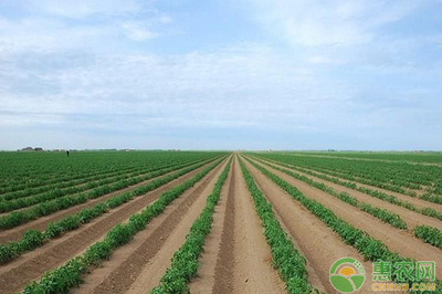 土豆种植亩产值破万，农民坚守信念成致富榜样