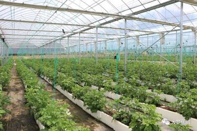 创新生产轮作模式 虎贝打造高产高效农作物种植体系