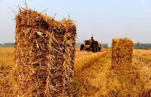 合肥市财政局积极开展秸秆禁烧督查 助力农作物种植绿色可持续发展