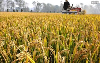 千吨毒废料危害湖南铝企周边农业 山顶掩埋毒物引发农作物减产危机