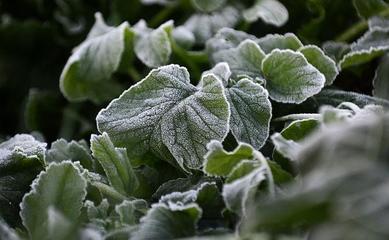 寒潮对农作物生长的影响及应对策略
