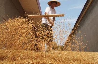 粮食收购政策解读 保护价政策的范围与限制