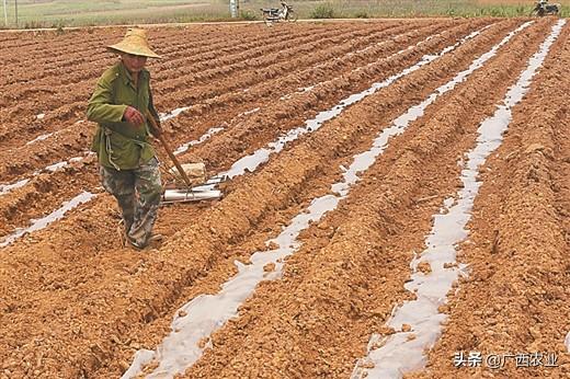 广西防城港市春耕春种有序推进，已完成春种作物播种面积49.4万亩