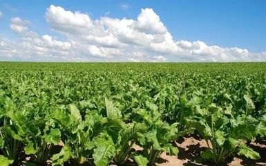 土右旗农牧局关于征集“名特优新农产品”名称及提升农作物收购效益的意见建议公告